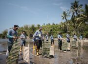 Peringati Hari Menanam Pohon Indonesia 2024, Pertamina Patra Niaga Sulawei Gelar Penanaman Mangrove dan Coastal Cleanup di Pantai Desa Tongo