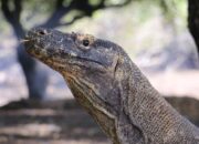 Warga Komodo Terancam, Pagar Pembatas Pemukiman Belum Terwujud karena Anggaran Terbatas