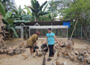Perkuat Ekonomi dan Ketahanan Pangan, Pertamina Patra Niaga Sulawesi Kembangkan Budidaya Bebek Petelur di Maros
